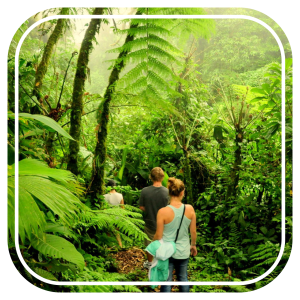 Rainforest Tour (Llanos del Cortés).