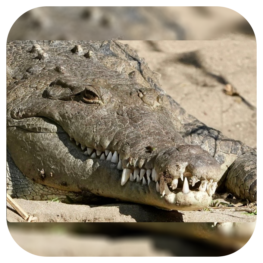 WhatsApp Image 2025-02-11 at 07.21.27 (1)